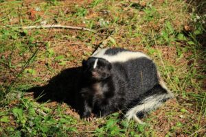 skunk standing in the grass looking at the camera
